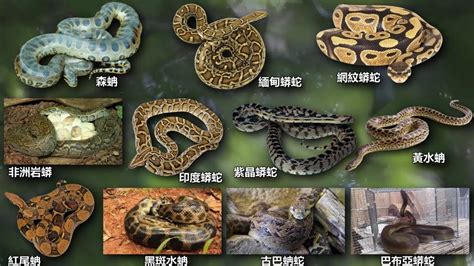 辰颐物语编辑部整理:蛇的种类有哪些?不同的蛇有什么药用功效?_辰颐物语官网