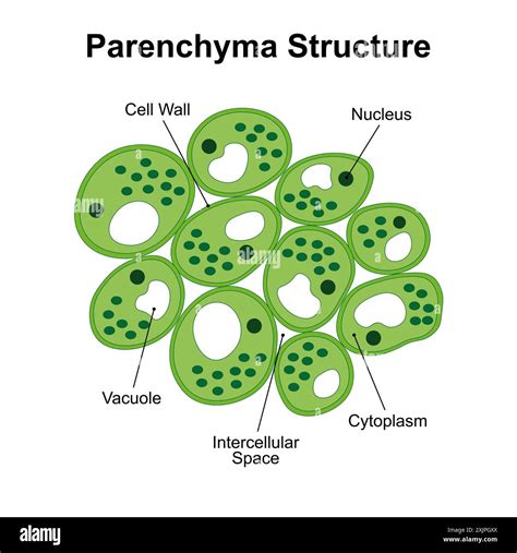 Sclerenchyma Tissue Collenchyma Sclerenchyma Hi Res Stock Photography