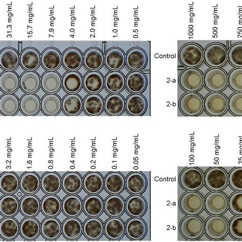 Image result for Agar Plug Diffusion Method