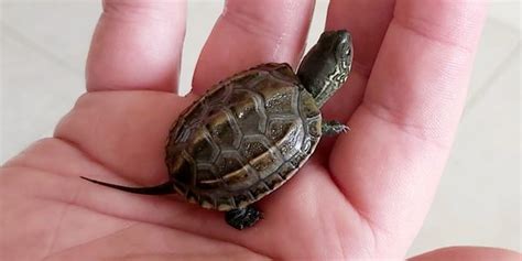Image result for Turtle Shell Backpack for Custom Use