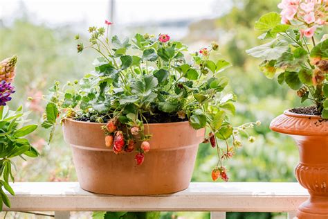 Best Way To Plant Strawberries In Containers at Alma Jones blog