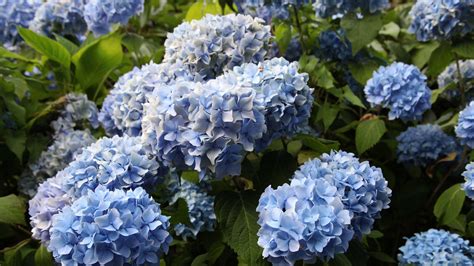 Propagating Hydrangeas 的图像结果