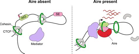 Aire in 3D genome organization | Official website of Jawaharlal Nehru ...