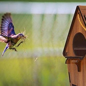 Deskart Wooden Bird Nest | Hanging and WallPatch Wooden Bird House for ...