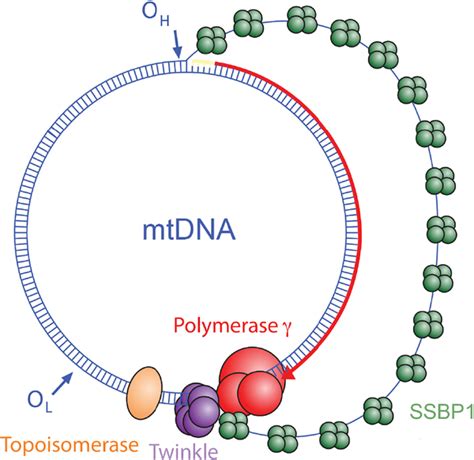 Single-Stranded Binding Protein 的图像结果