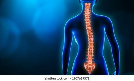 Image result for Backbone System