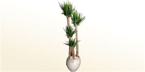 Yucca Cane Plant Yucca Gigantea Cutback 12" At Sprout Home