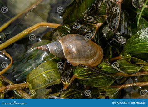 Lymnaea - Great Pond Snail Lymnaea Stagnalis, Air-breathing Freshwater ...