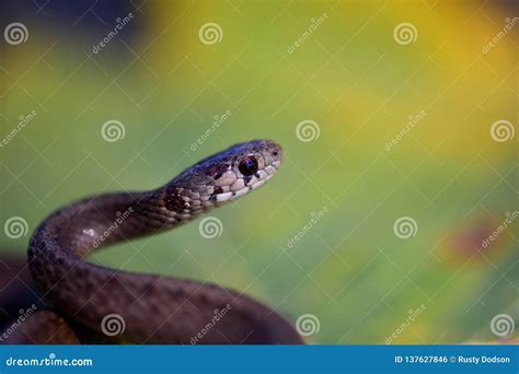 Midland Brown snake stock photo. Image of portrait, dekayi - 137627846