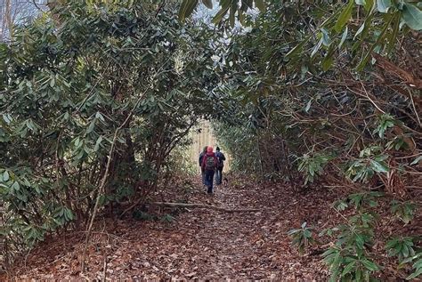 Hike the Flint Mountain Loop, 501 Rocky Fork Rd, Flag Pond, TN, United ...