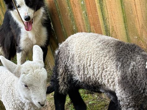 IRISH WORKING SHEEPDOGS (2026) All You Need to Know BEFORE You Go (with ...