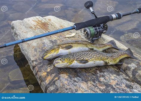 Fishing. Caught Brown Trout Fish and Spinning Tackle on River Stone ...