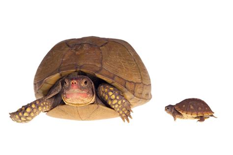 Small Basic Turtle 的图像结果