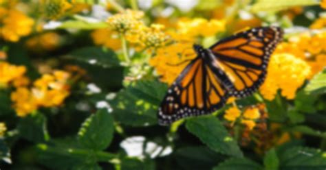 Obituary | Diana Gail Caraway of Cedar Rapids, Iowa | Brosh Chapel