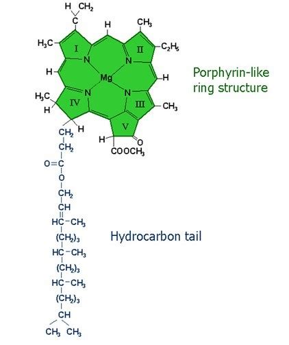 叶绿素的分子结构式是怎样的？_百度知道