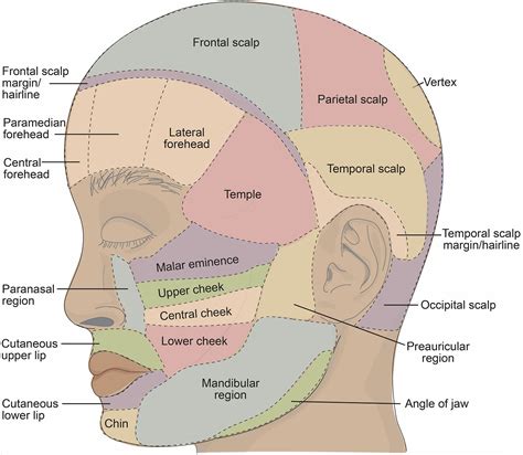 Surface anatomy in dermatology: Part I—Clinical importance, diagnostic ...