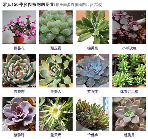 150种常见多肉植物图鉴 全面的多肉植物图片及名称 - 装修保障网