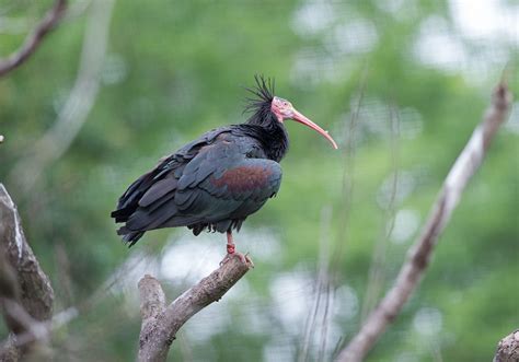 London Zoo reveals five animal escape attempts in four years | Daily Echo