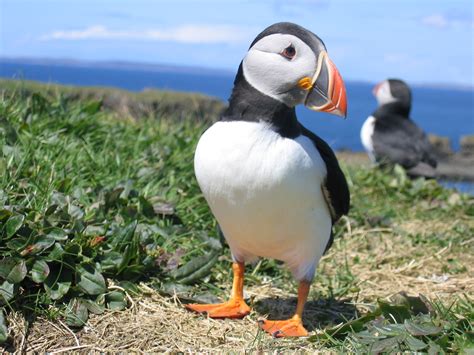10 Facts About Puffins | Mental Floss