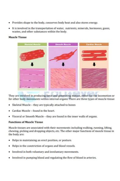 Image result for Class 9th Science Chapter Tissues