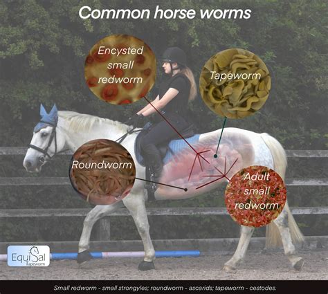 Roundworms In Horses