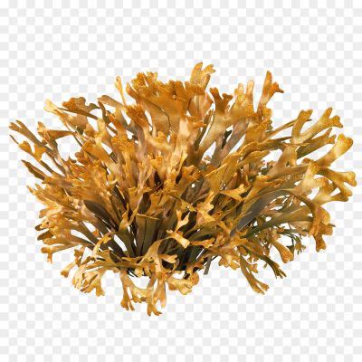 Algae PNG HD - Pngsource