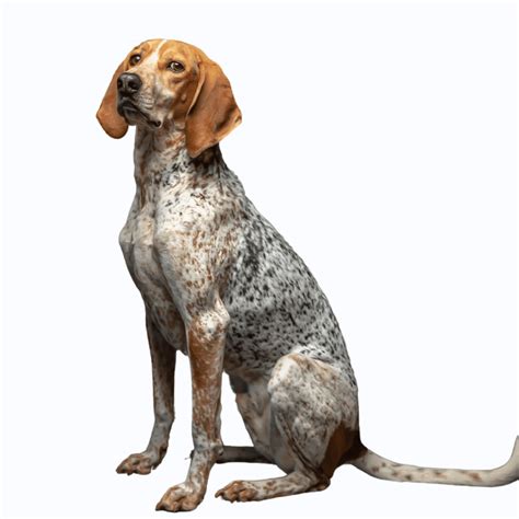 American English Coonhound - What Dog Breed