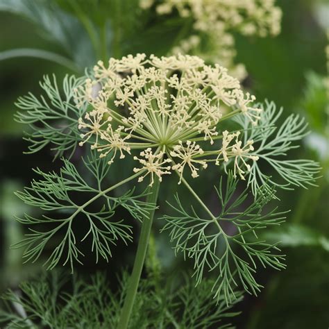 Discover Dill: History, Uses, and Health Perks - epicureanearth.com