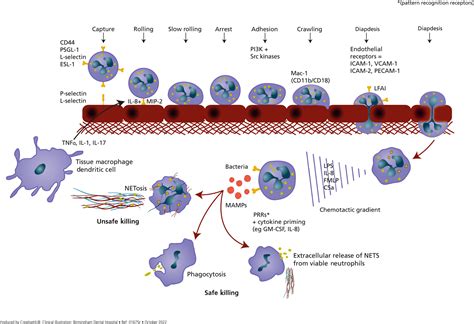 Diapedesis And Chemotaxis