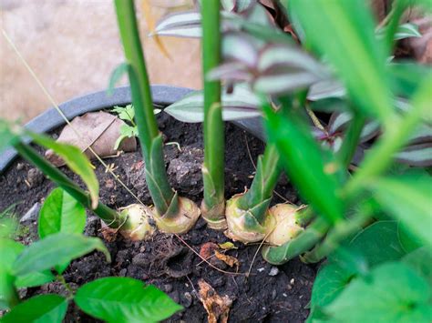 A guide to common ginger and root ginger | Love The Garden