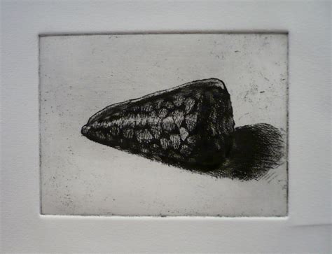 Shell – Phoebe Dickinson