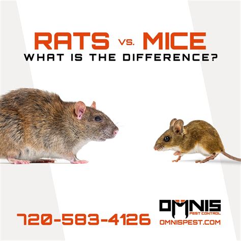 3 Differences Between Rats vs Mice - OMNIS Pest Control