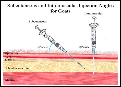 How to Give a Goat an Injection