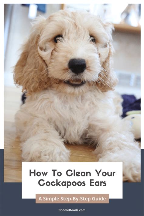 Image result for Cockapoo Grooming Face