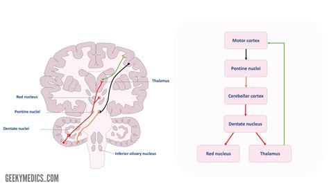 Cerebellum | Anatomy, Functions, Pathways | Geeky Medics