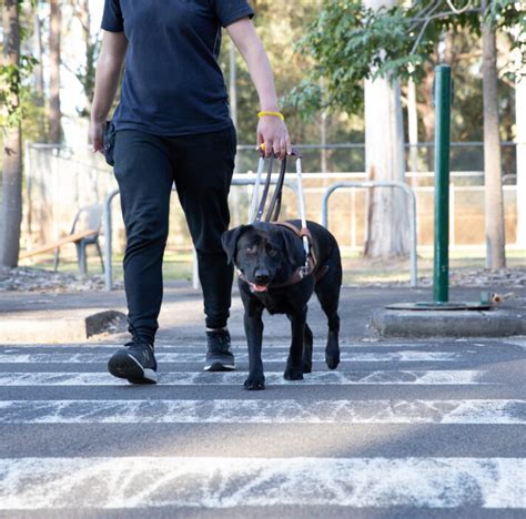 Image result for Guide Dog Training Basics