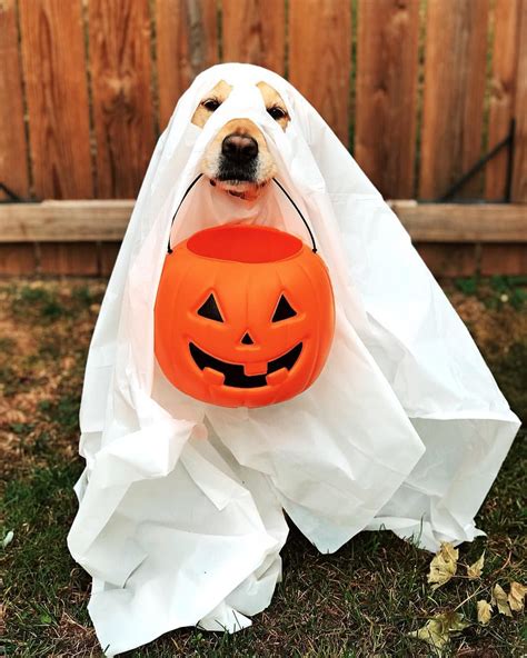 How To Make A Ghost Costume For A Dog at Christopher Lewis blog