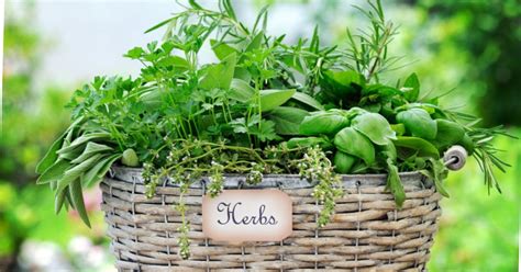 Cooking With Fresh Herbs, 21481 State Line Rd, Lawrenceburg, IN, United ...