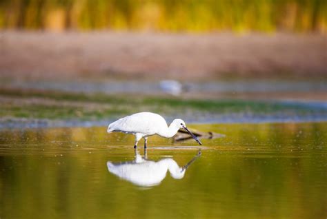 白琵鹭：张掖黑河湿地国家级自然保护区 - 江西林科网