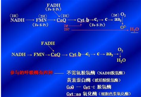 化学系赵亮团队发文揭示铜/氧气催化体系中的关键中间体-清华大学