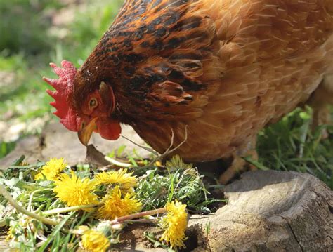 So, Can Chickens Eat Dandelions?