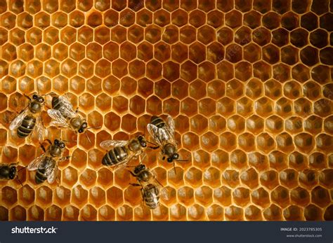 206+ Thousand Bee Hive Royalty-Free Images, Stock Photos & Pictures ...