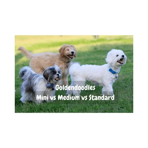 Goldendoodle Sizes: Standard, Mini And Medium Goldendoodles