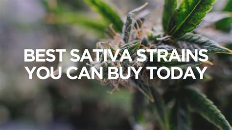 Best Sativa Strains You Can Buy Today | Budlyft