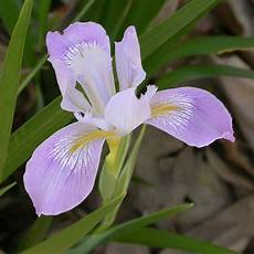 iris fiore immagini interesting plant douglas iris iris douglasiana via iris fiore immagini interesting plant douglas iris iris douglasiana via