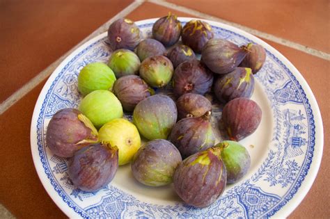 Figs Traducir Espanol at Kevin Davidson blog