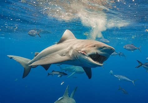 Bizarre: Surge in Florida Shark-Attacks Reveals Shocking Details About ...