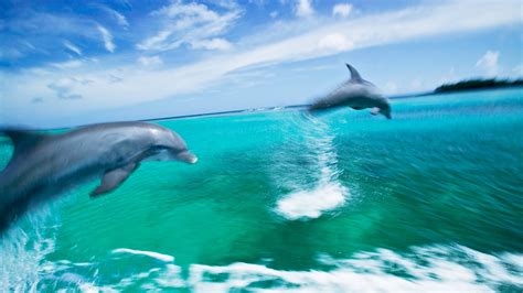 Bottlenose Dolphins Swimming