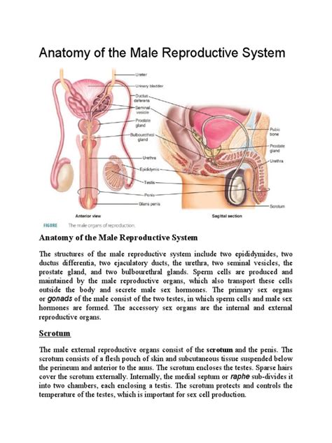 Image result for Male Reproduction System Textbook