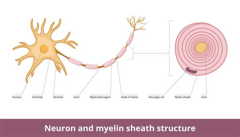 Nerve Cell Microscope Labeled